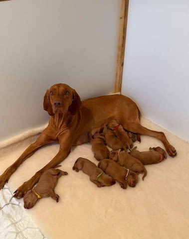Унгарска визла Hungarian Shorthair Vizla, 3 Months, Vaccinated - Yes - city of Varna | Dogs - снимка 2