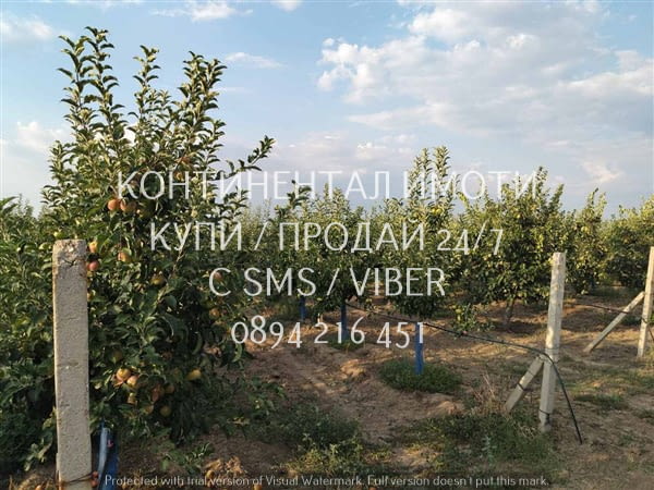 Код 70106. Ябълки - 4дка млада градина на 6 г., с капково напояване на 250м от шосето Перущица -Й. Г - снимка 1