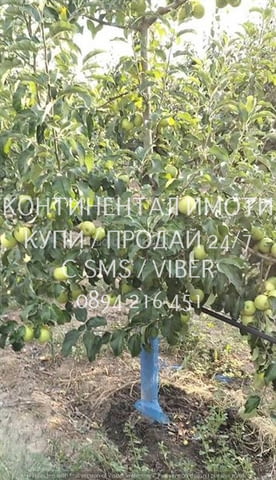 Код 70106. Ябълки - 4дка млада градина на 6 г., с капково напояване на 250м от шосето Перущица -Й. Г - снимка 2