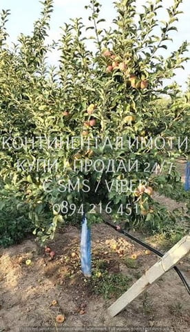 Код 70106. Ябълки - 4дка млада градина на 6 г., с капково напояване на 250м от шосето Перущица -Й. Г - снимка 3