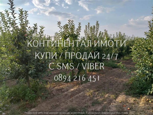 Код 70106. Ябълки - 4дка млада градина на 6 г., с капково напояване на 250м от шосето Перущица -Й. Г - снимка 4
