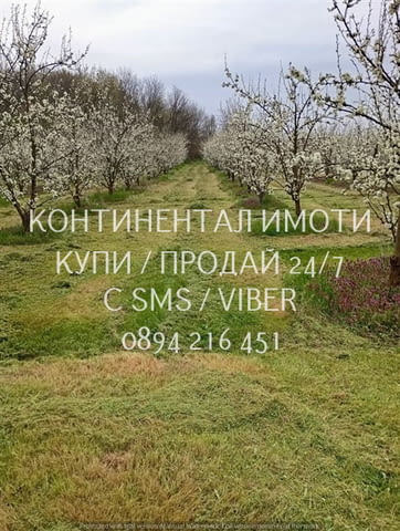 Код 70107. Масив 17дка със сливи Стенлей, поддържан, със сондаж за поливане, лесен достъп по коларск