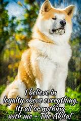 Kisarazu Kassai Akita Kennel