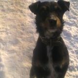 Любомир Манолов