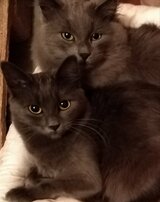 Марио Илиев