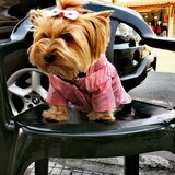 Йоркширски Териер