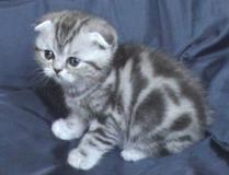 Потребител